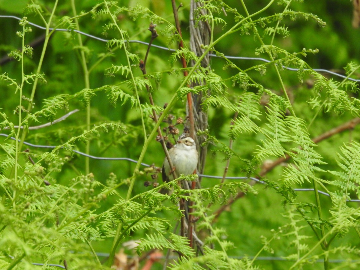 Clay-colored Sparrow - Sachi Snively