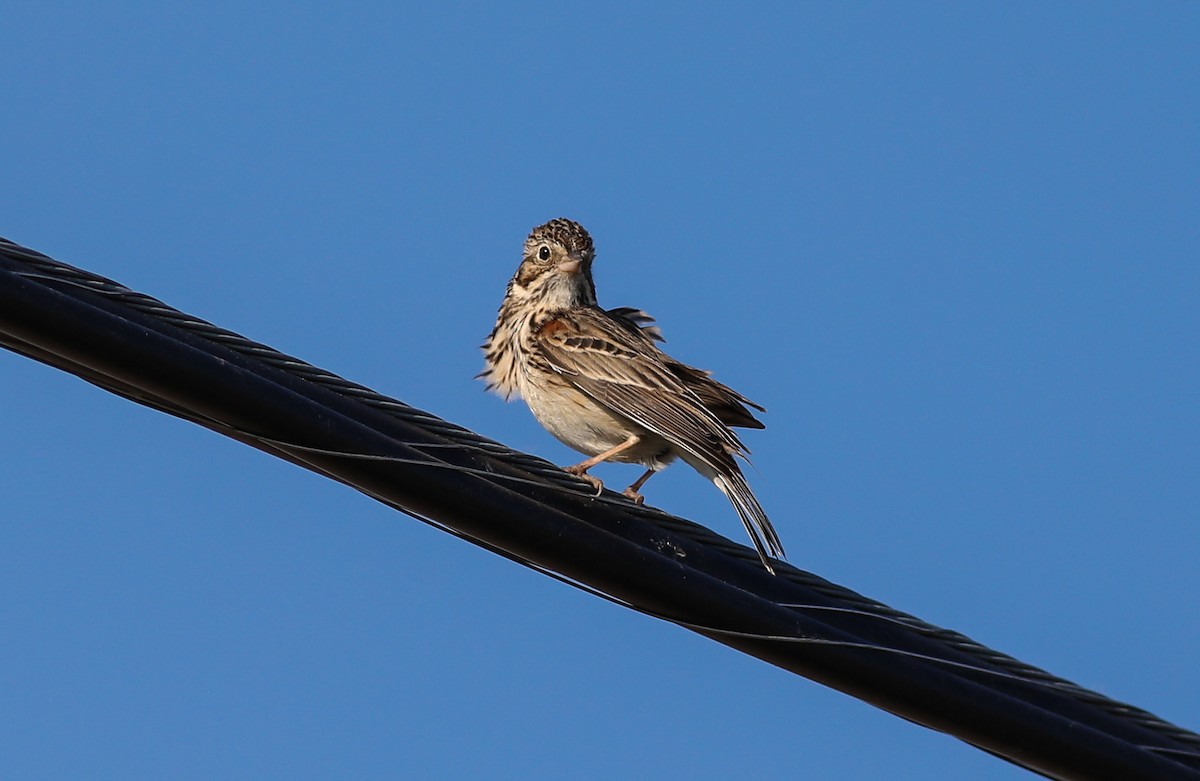 Vesper Sparrow - Debbie Parker