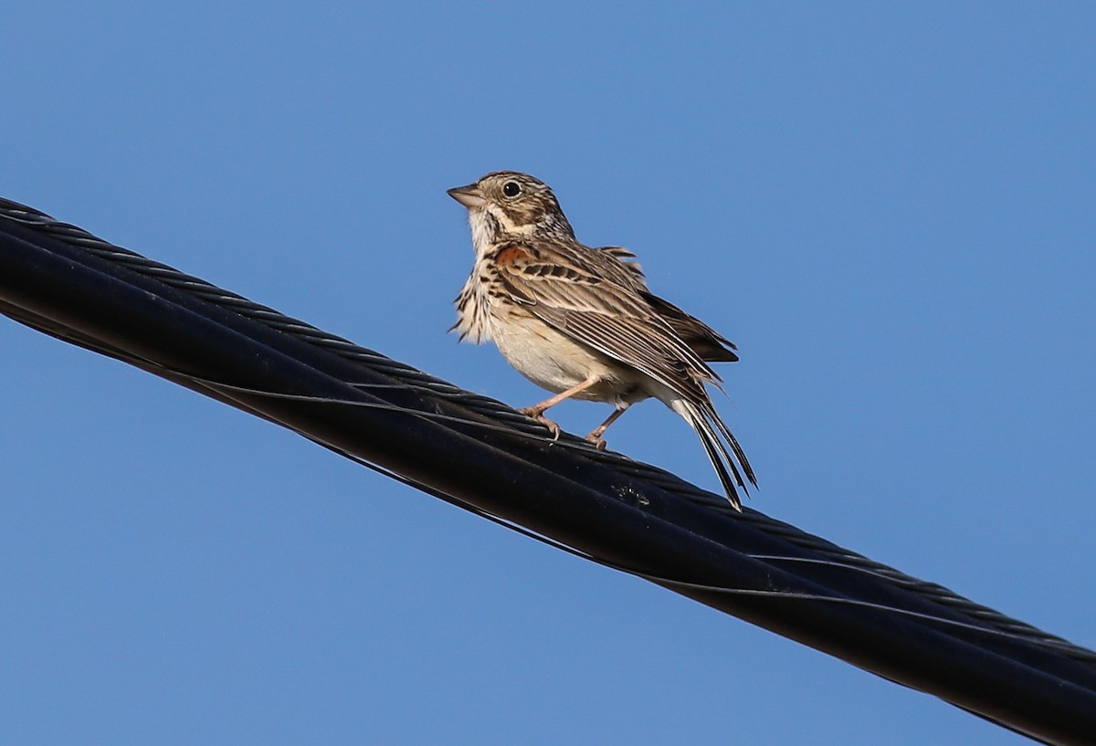 Vesper Sparrow - Debbie Parker