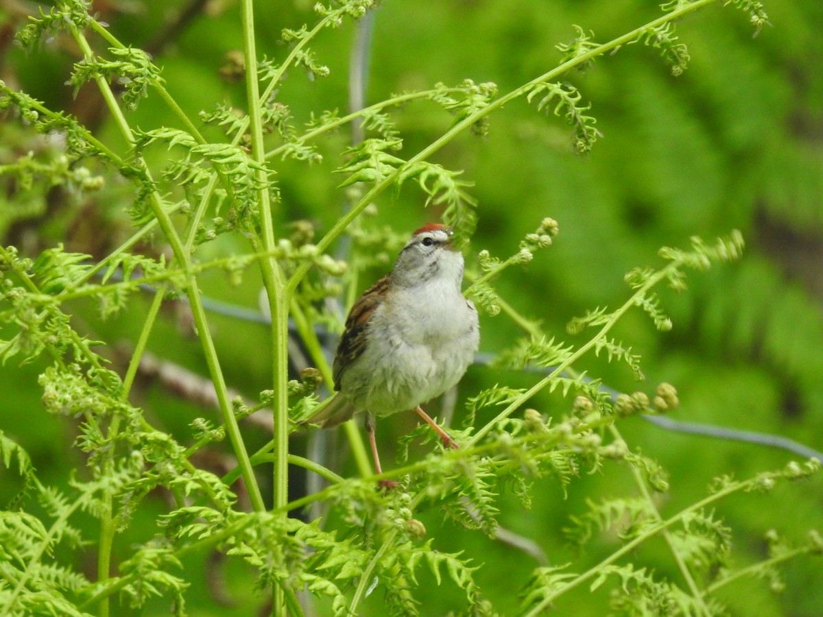 Chipping Sparrow - Sachi Snively