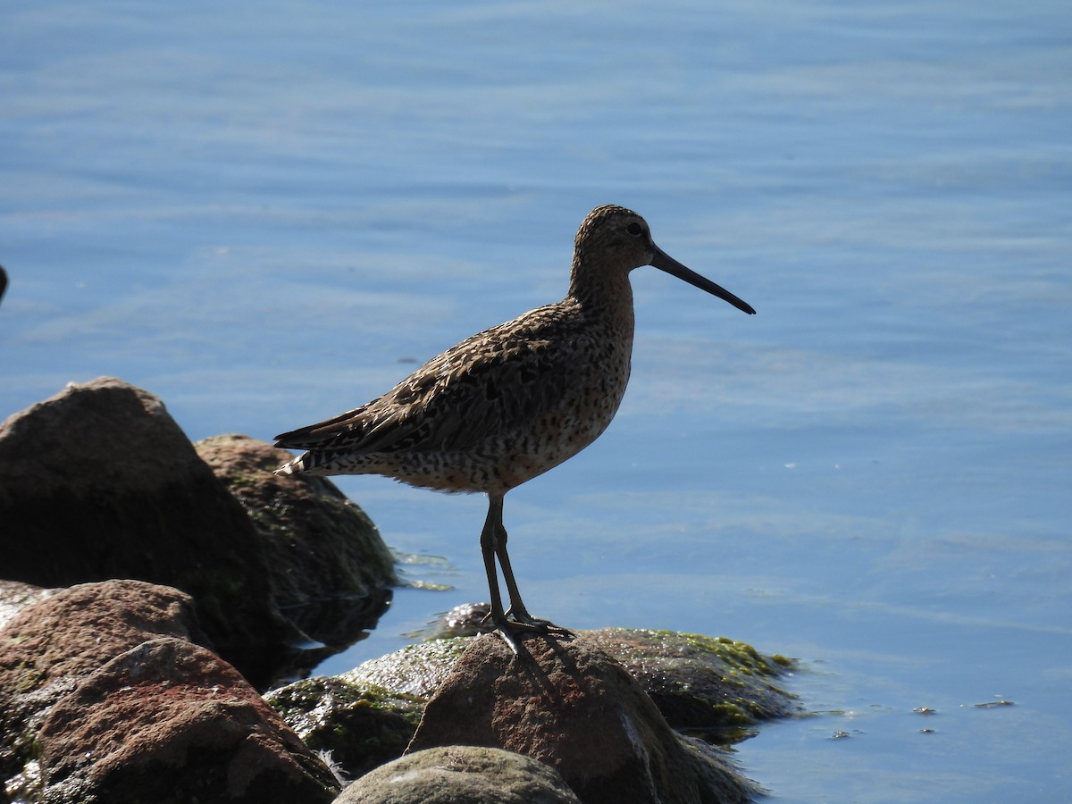 Short-billed Dowitcher - Aiden Saari