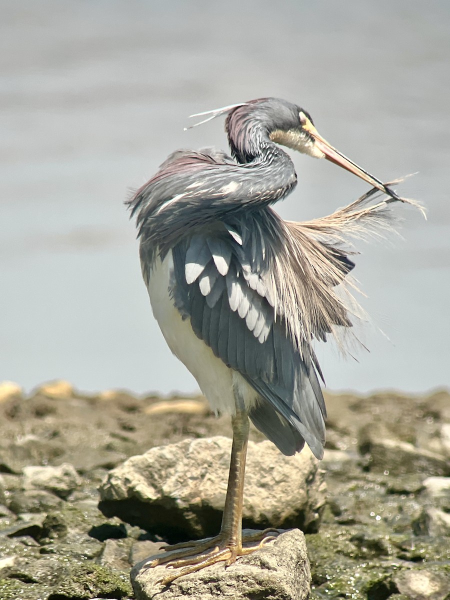 Aigrette tricolore - ML619419663