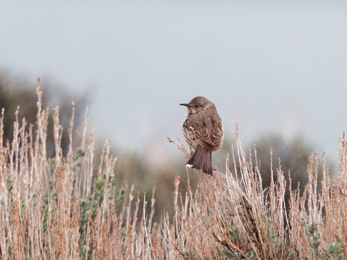 Sage Thrasher - Matthew Swoveland