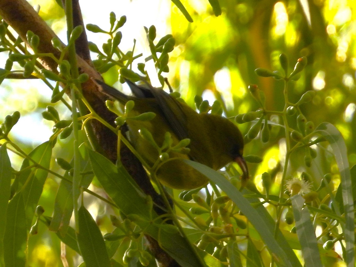 Oahu-Amakihikleidervogel - ML619419677
