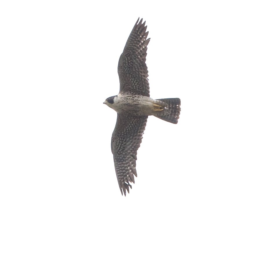 Peregrine Falcon - Doug Turner