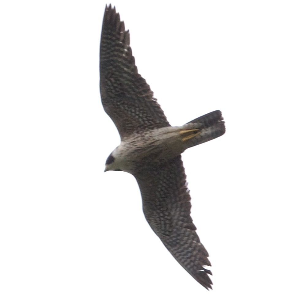 Peregrine Falcon - Doug Turner