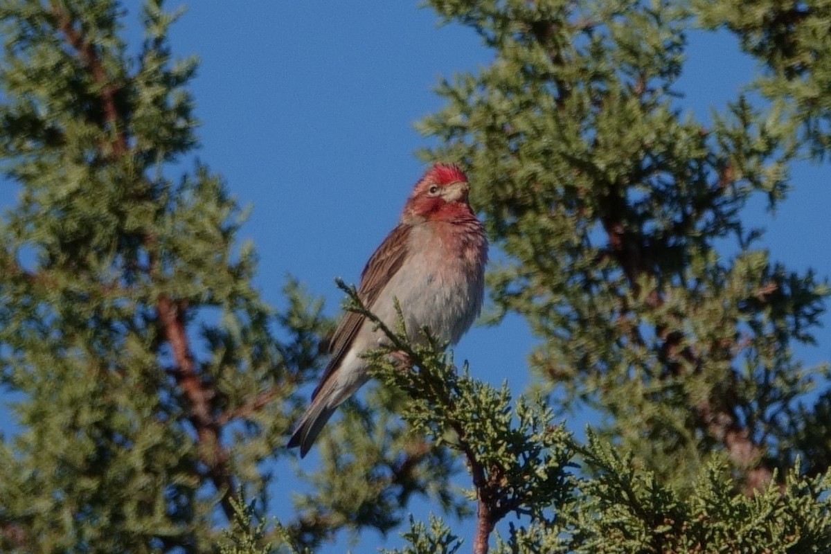 Cassin's Finch - Anonymous User