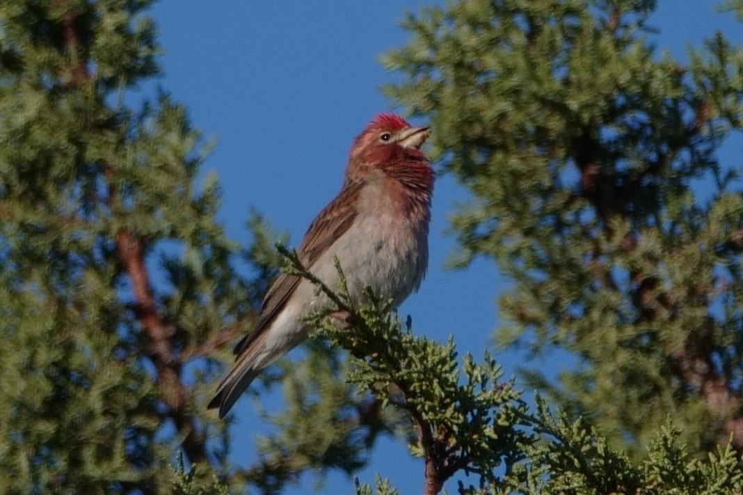 Cassin's Finch - Anonymous User