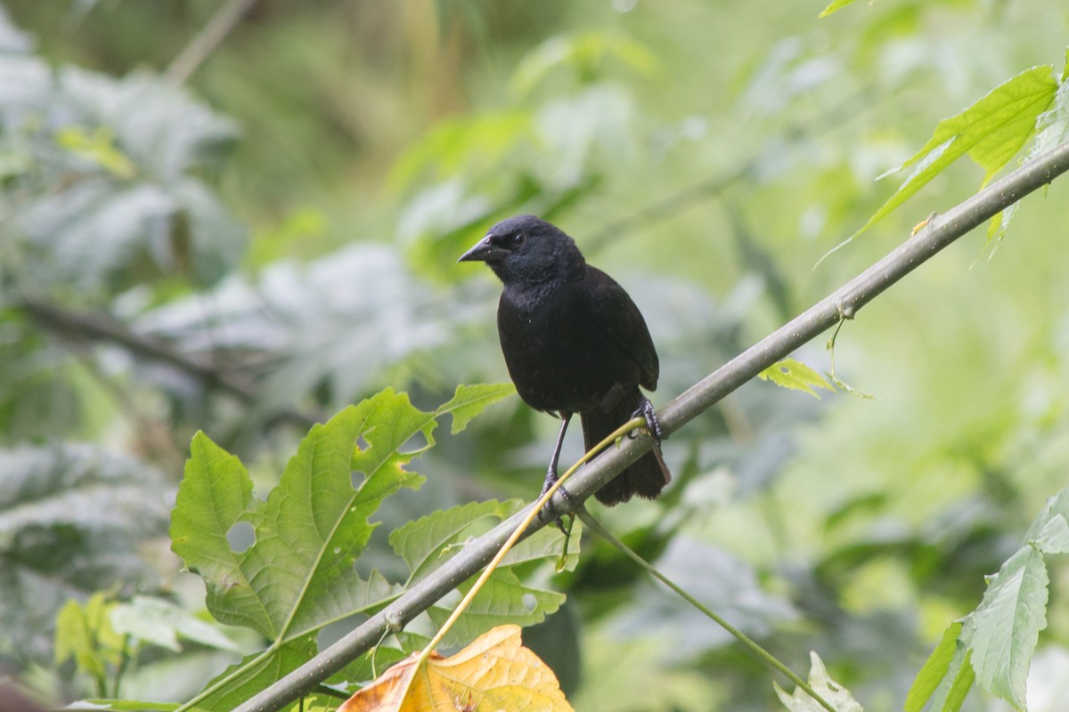 Shiny Cowbird - Nancy Davis