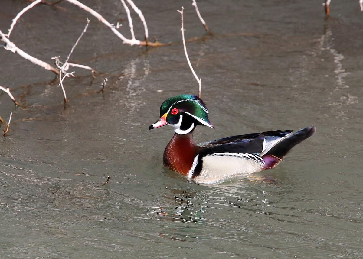 Wood Duck - William Clark