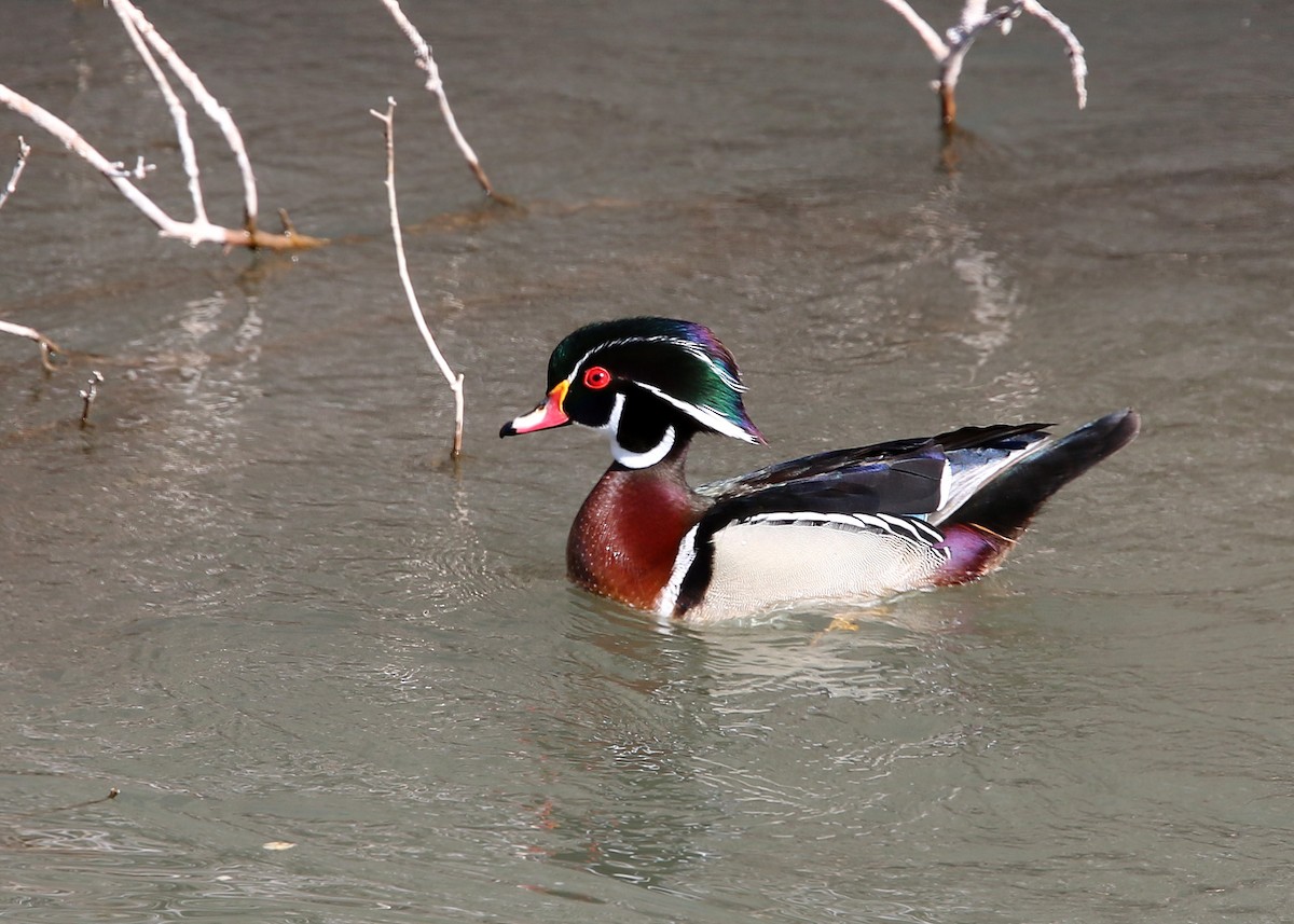 Wood Duck - William Clark