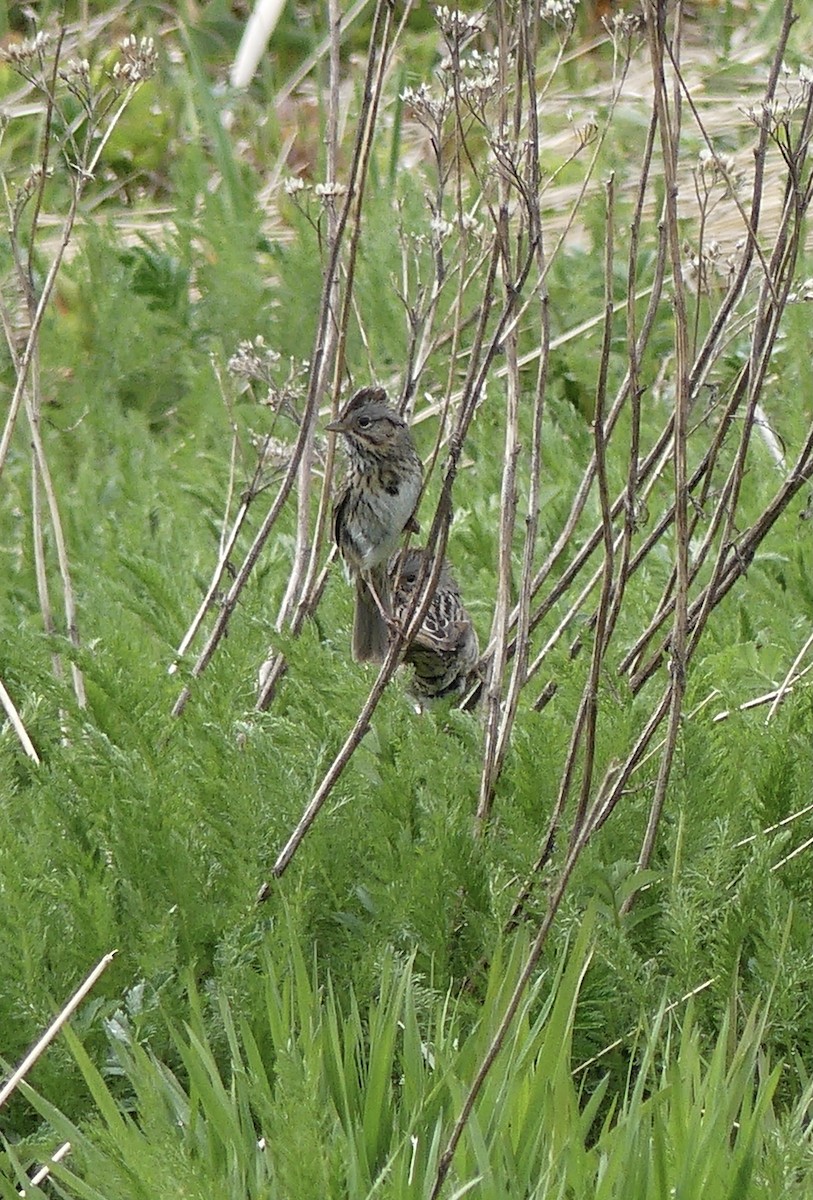 Lincoln's Sparrow - Mary McCafferty