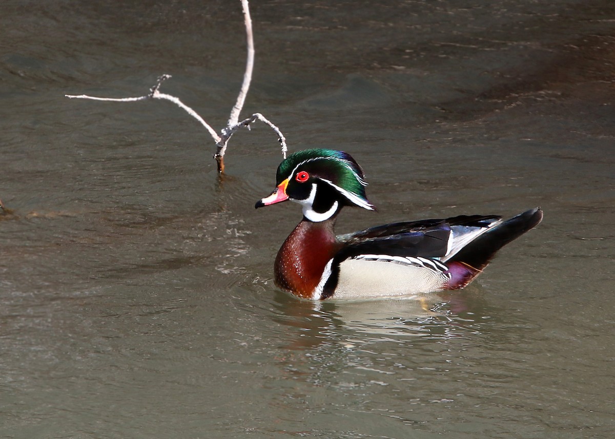 Wood Duck - William Clark