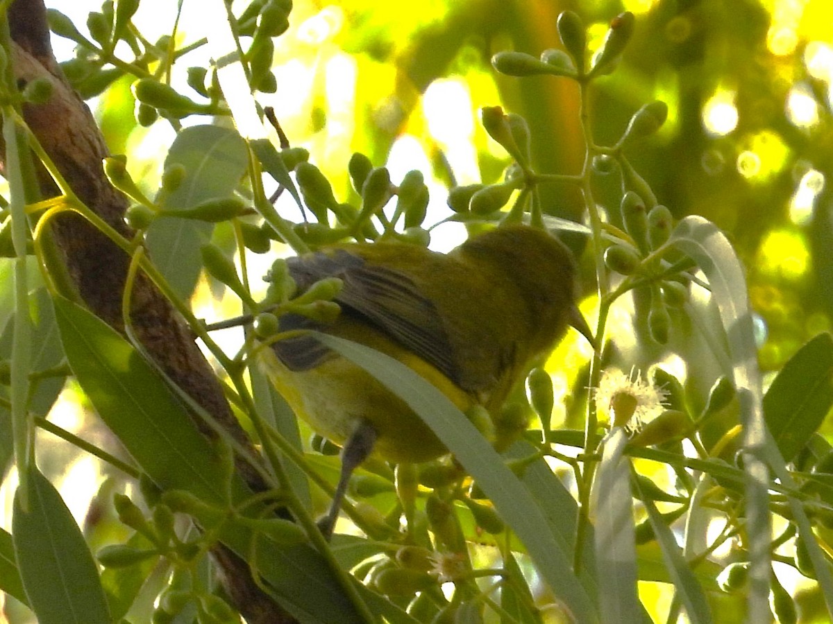 Oahu-Amakihikleidervogel - ML619419705