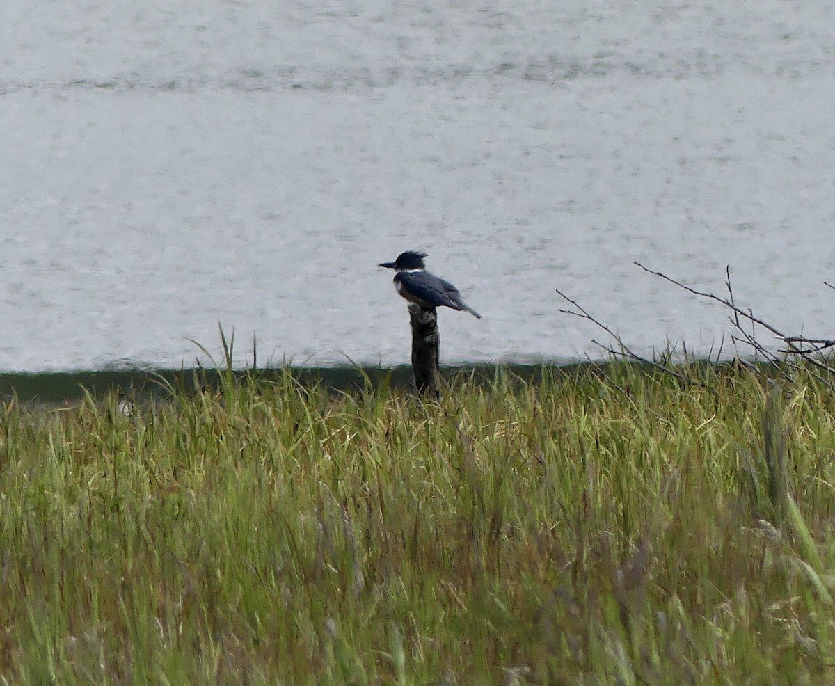 Belted Kingfisher - Mary McCafferty