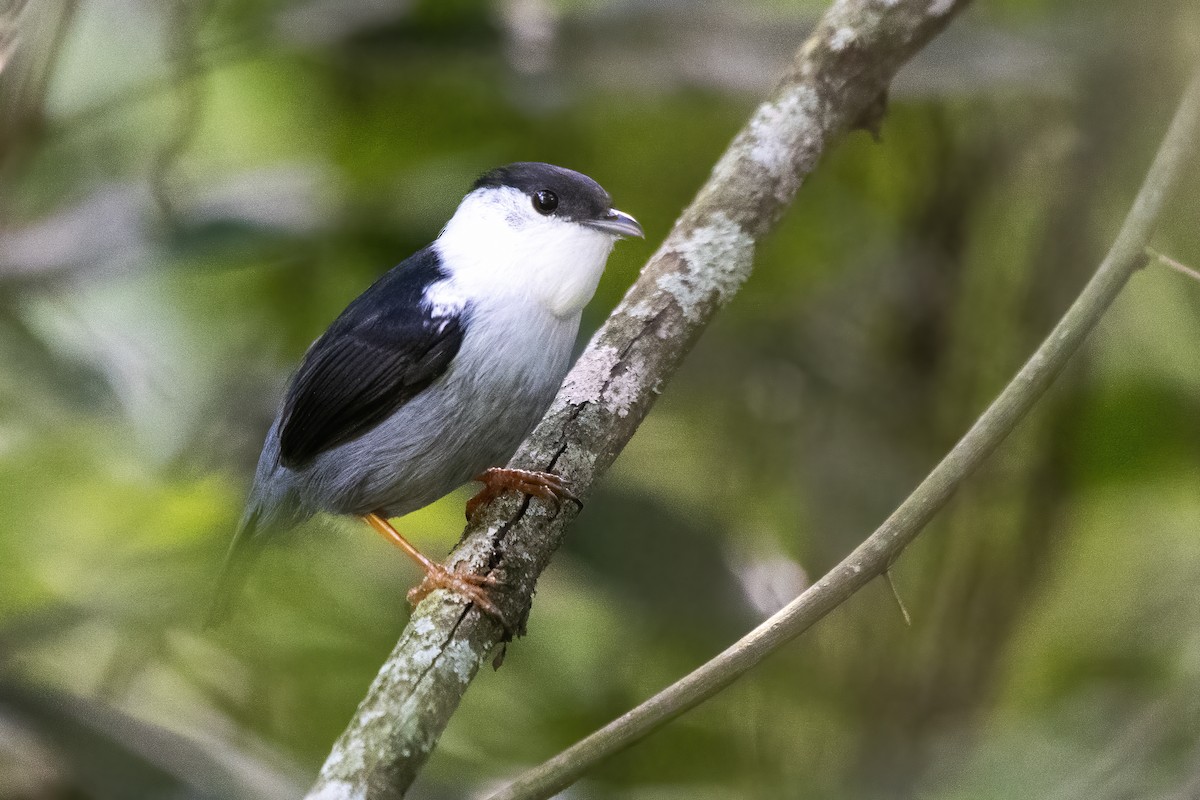 White-bearded Manakin - Luiz Carlos Ramassotti