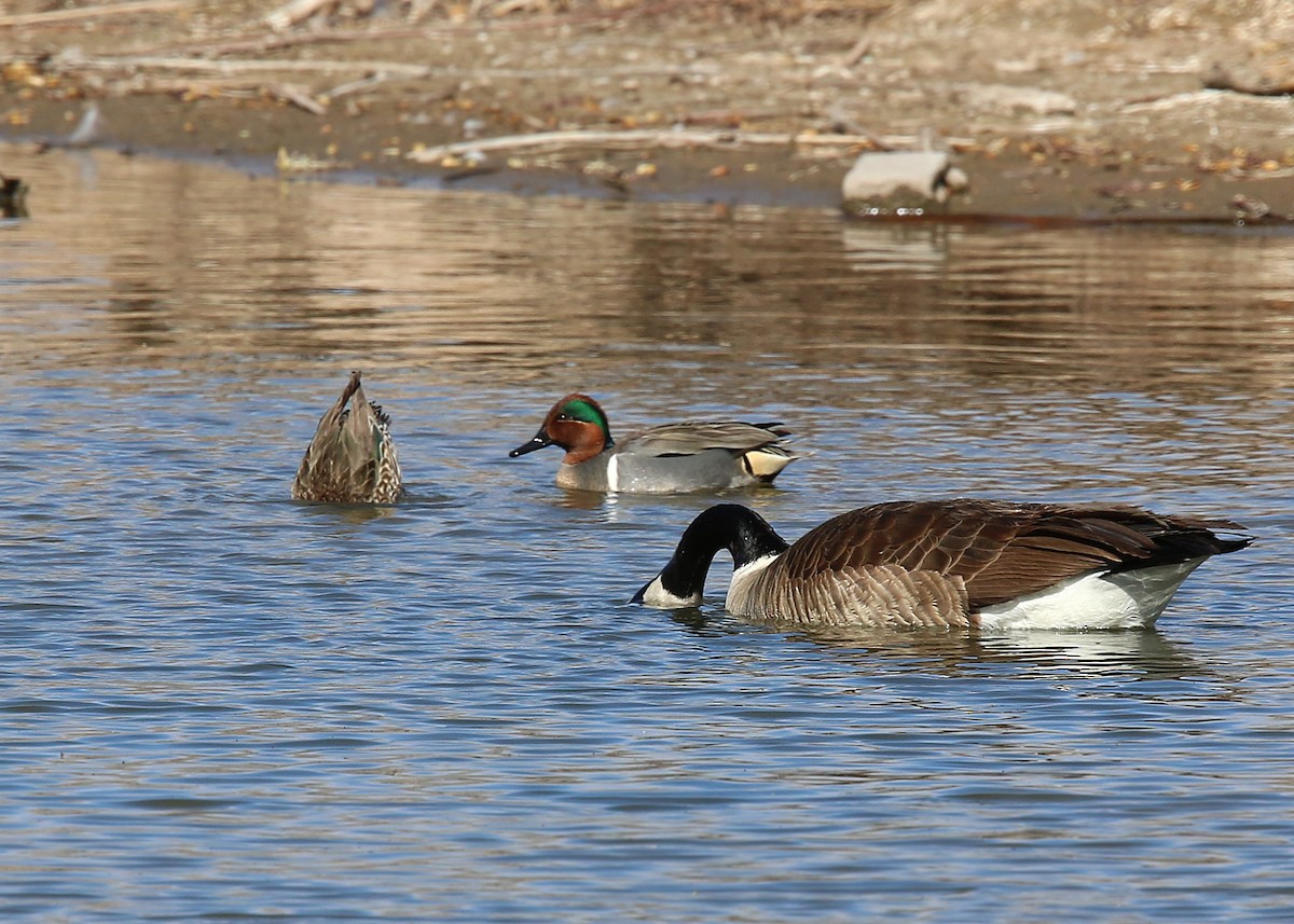 Green-winged Teal - William Clark