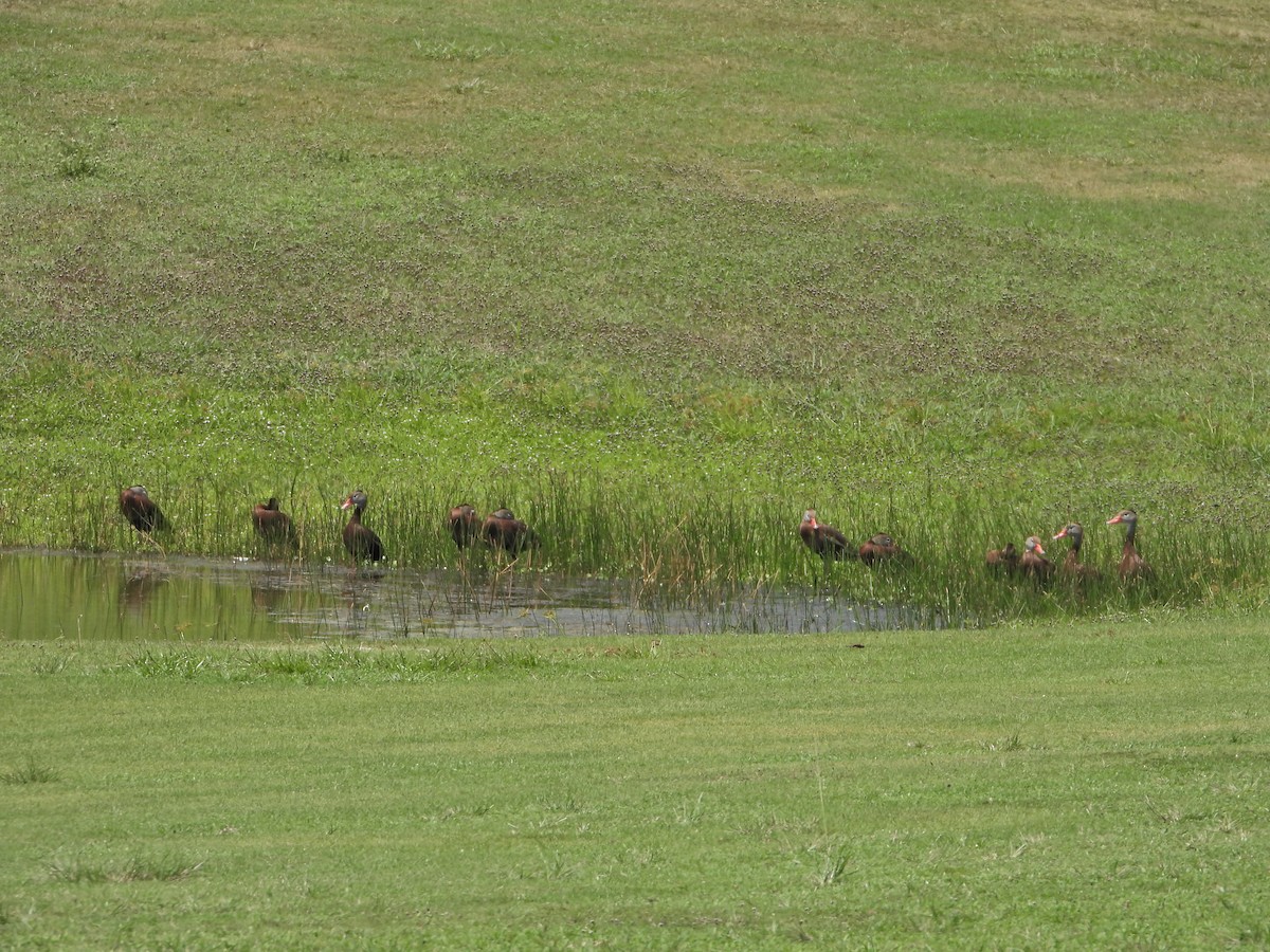 Black-bellied Whistling-Duck - Martha Cartwright