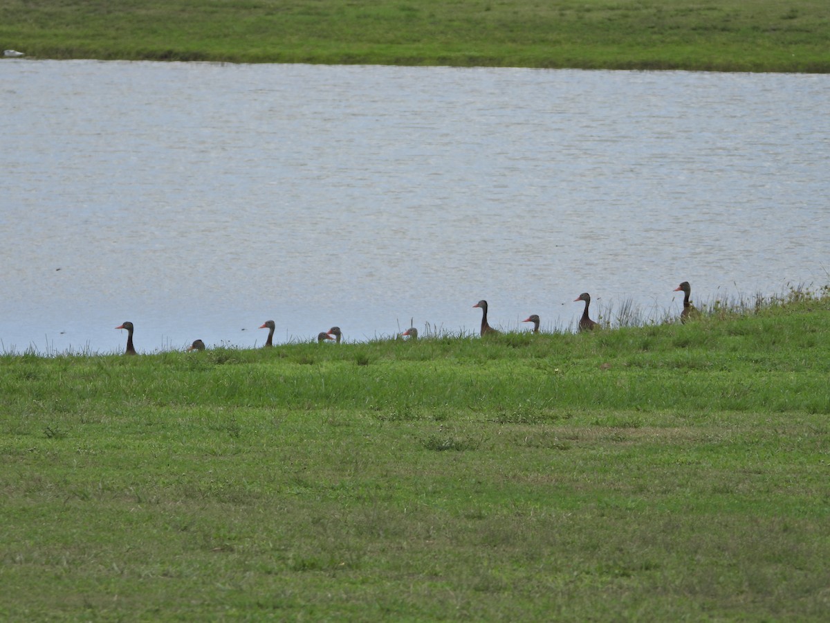 Black-bellied Whistling-Duck - Martha Cartwright