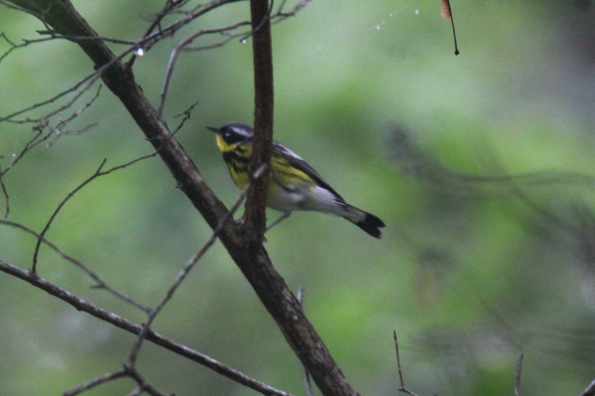 Magnolia Warbler - ML619419732