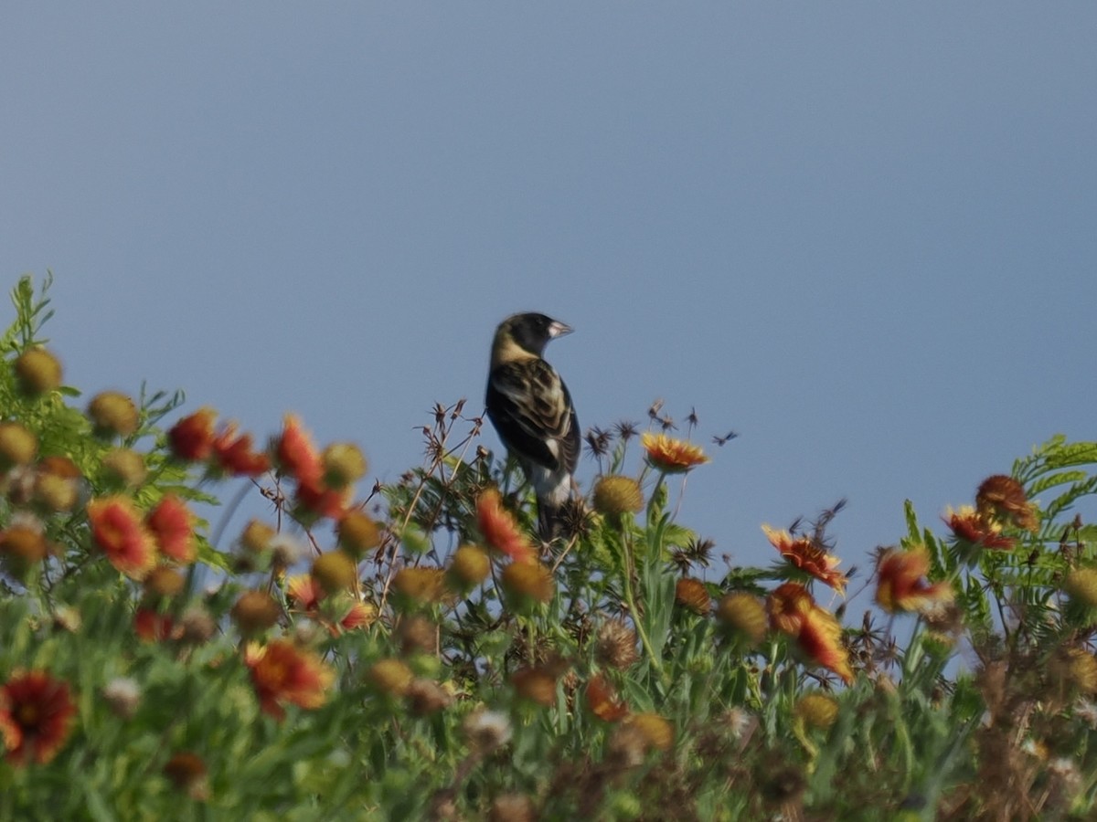 Bobolink - Robert Rackliffe