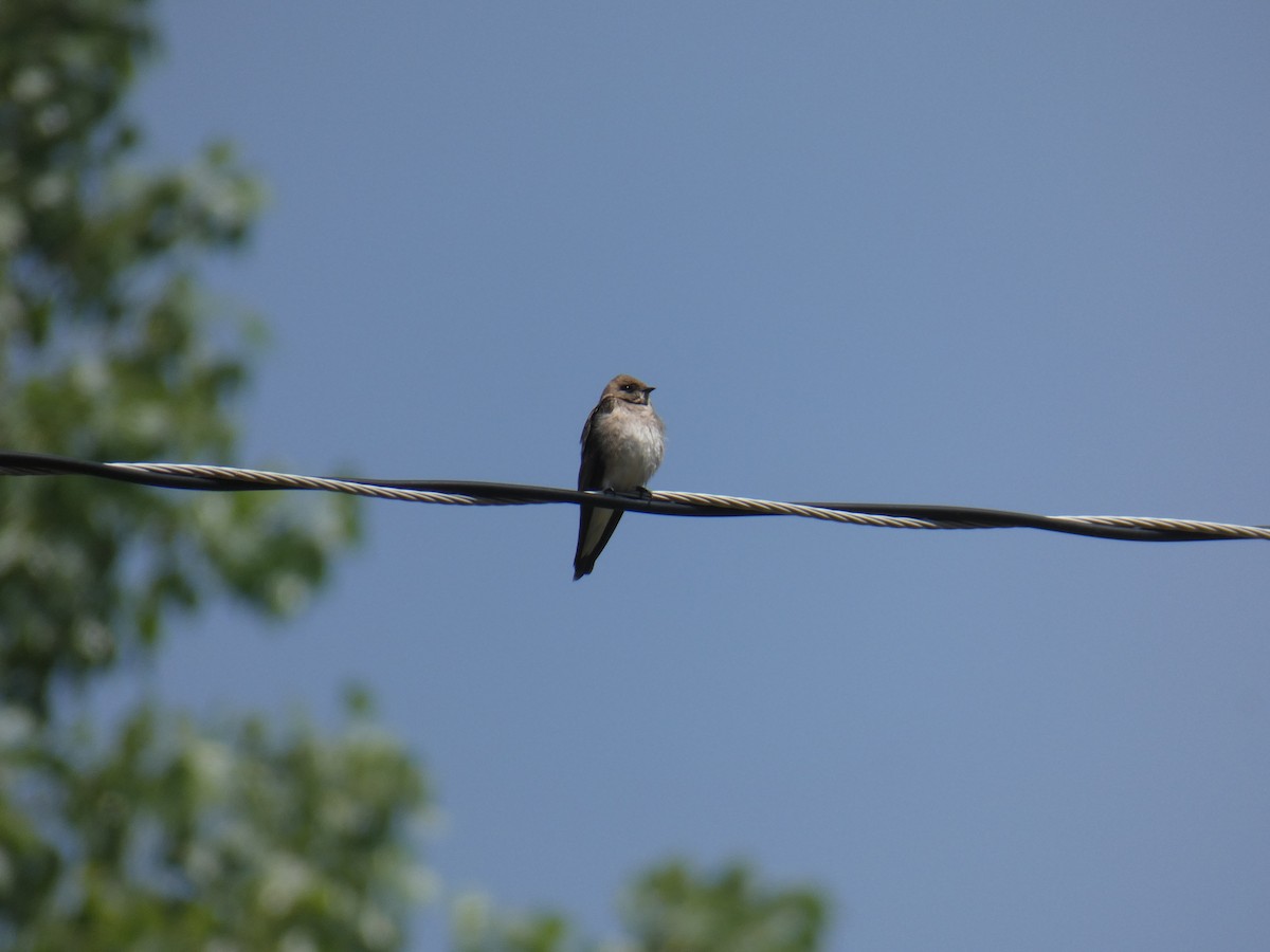 Northern Rough-winged Swallow - Jennifer Grande