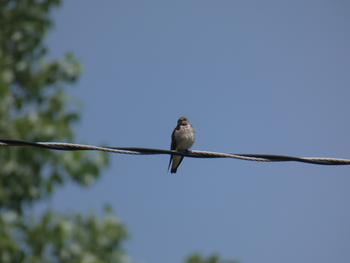 Northern Rough-winged Swallow - Jennifer Grande