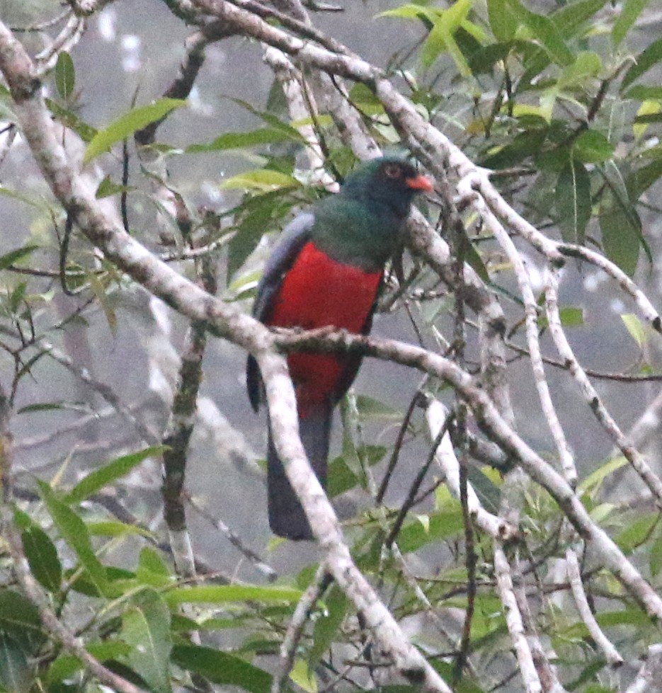 Slaty-tailed Trogon - ML619419757