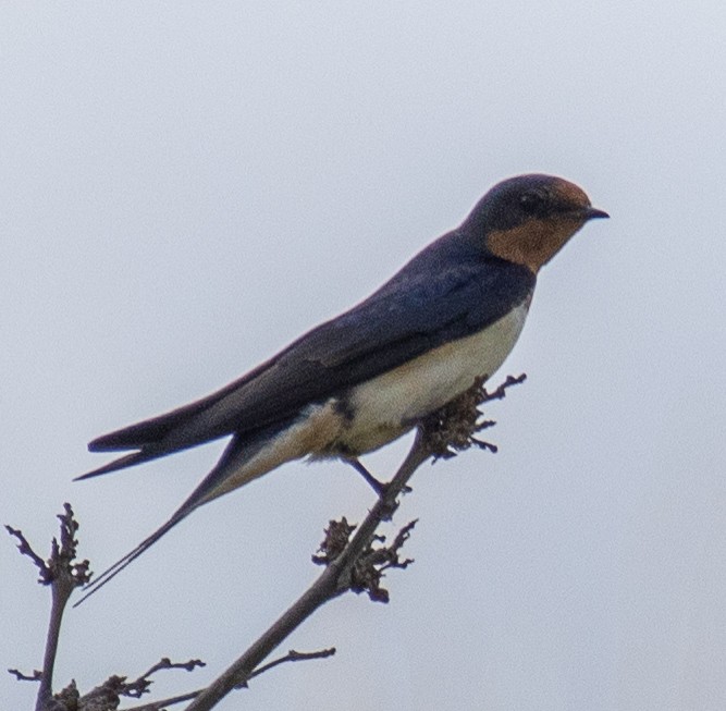Barn Swallow - ML619419761