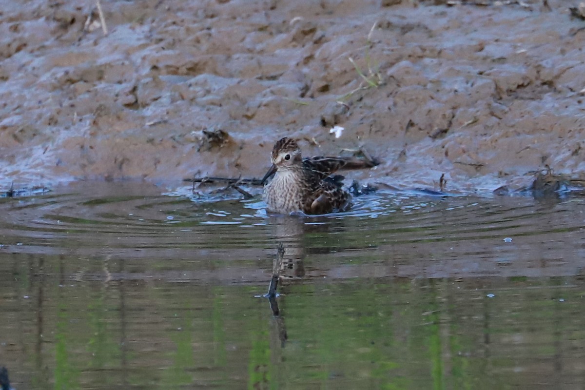 Least Sandpiper - Debra Rittelmann