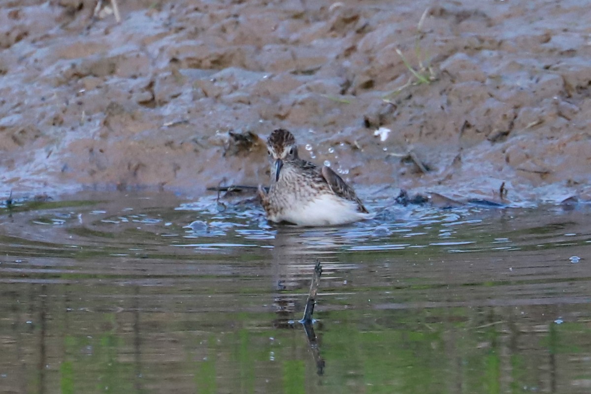 Least Sandpiper - Debra Rittelmann