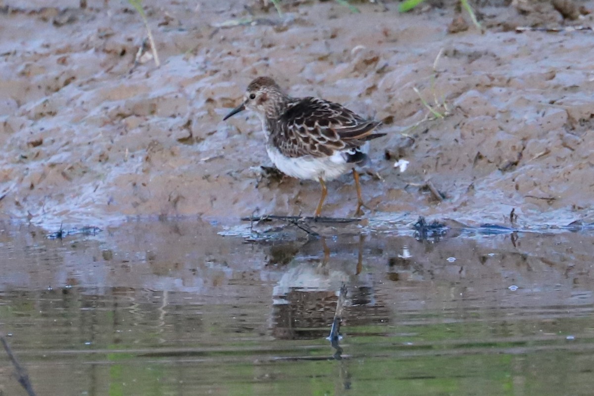 Least Sandpiper - Debra Rittelmann