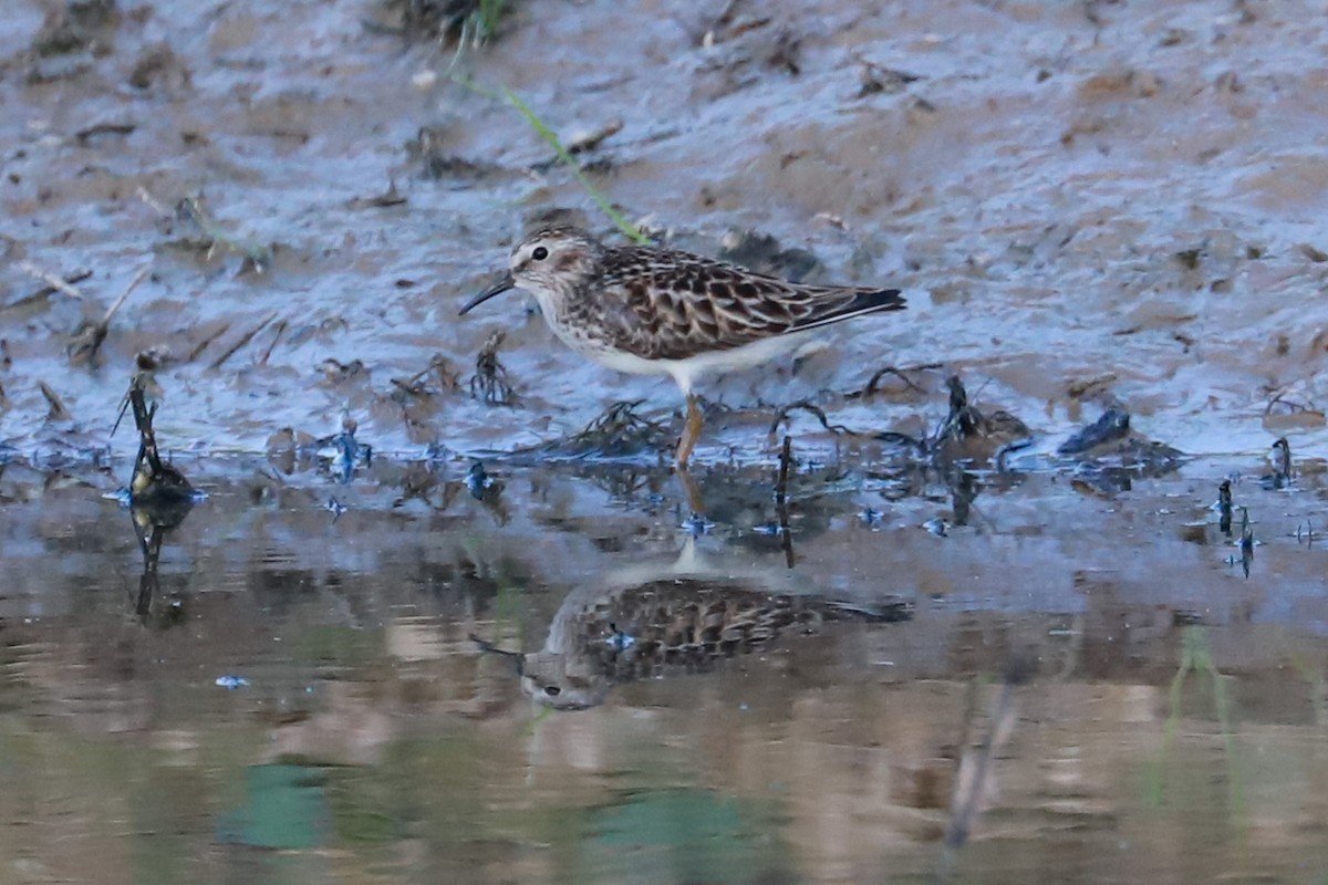 Least Sandpiper - Debra Rittelmann