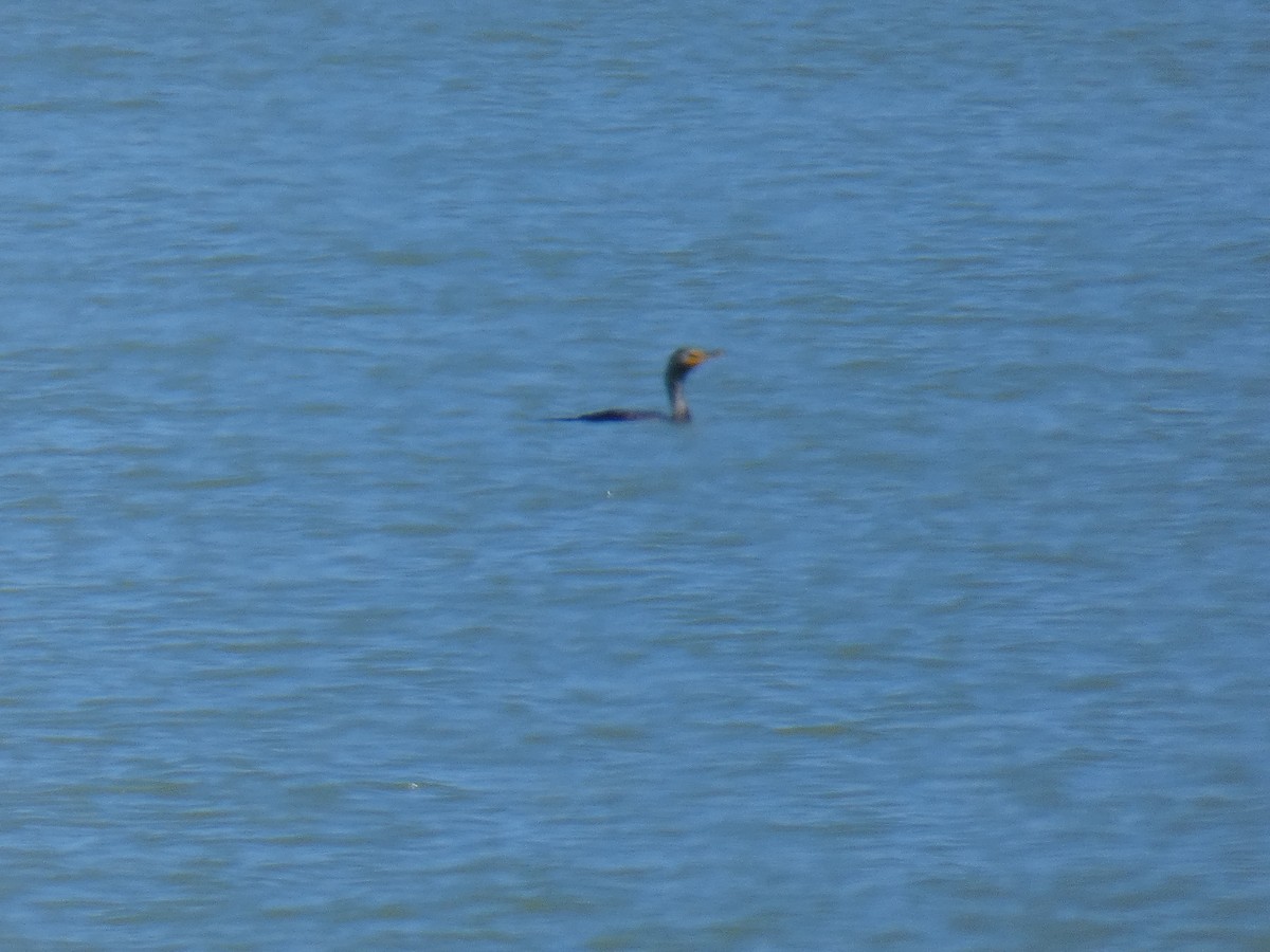 Double-crested Cormorant - ML619419785