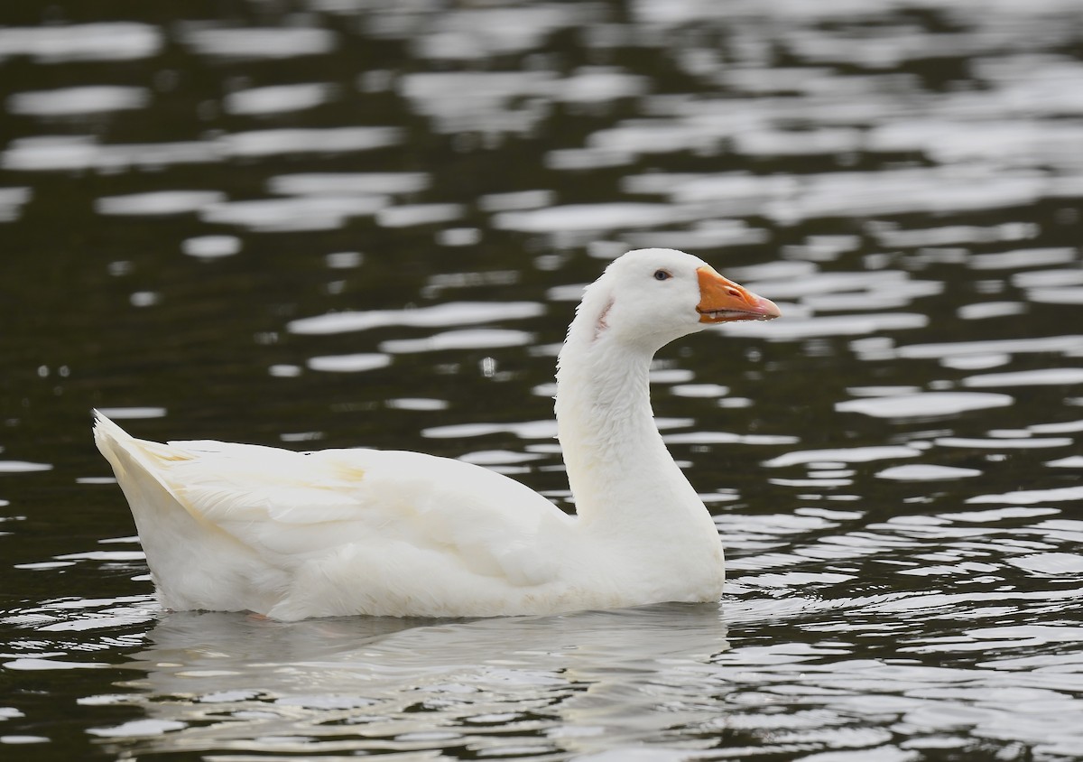 Domestic goose sp. (Domestic type) - ML619419786