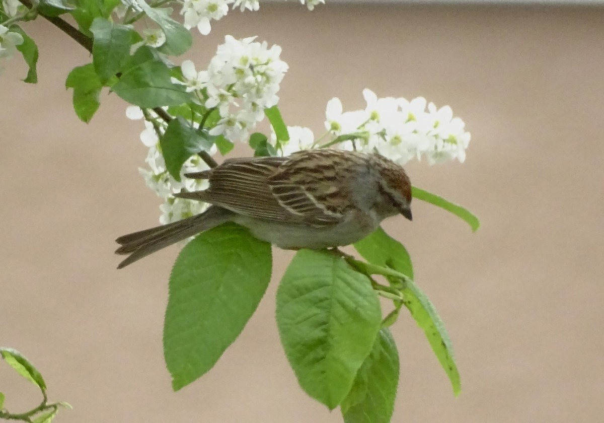 Chipping Sparrow - John Winton