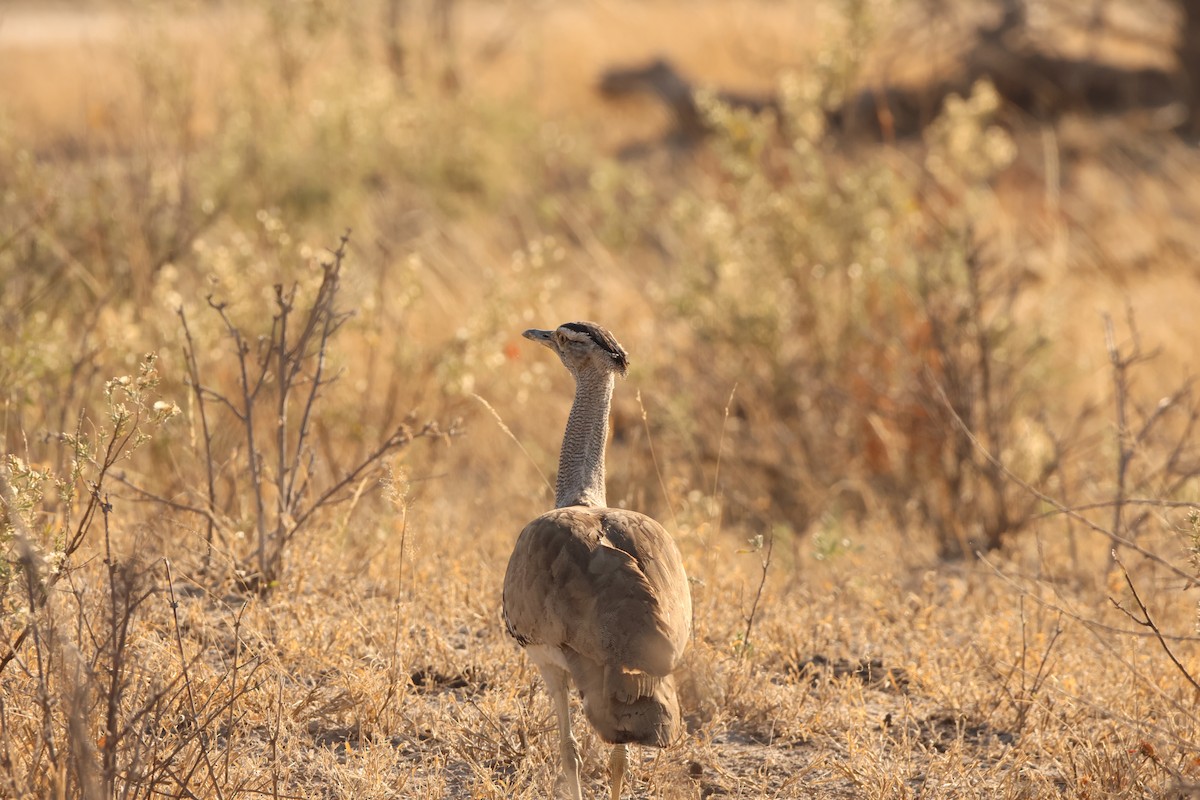 Kori Bustard - Ada Alden