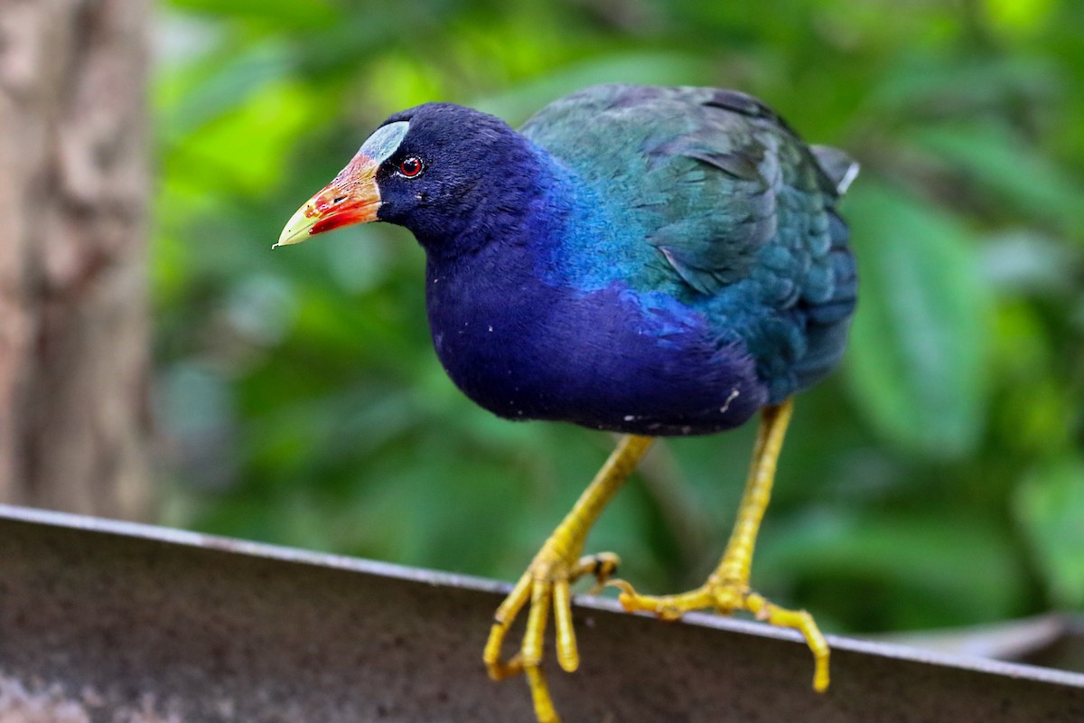 Purple Gallinule - Thiane Melen