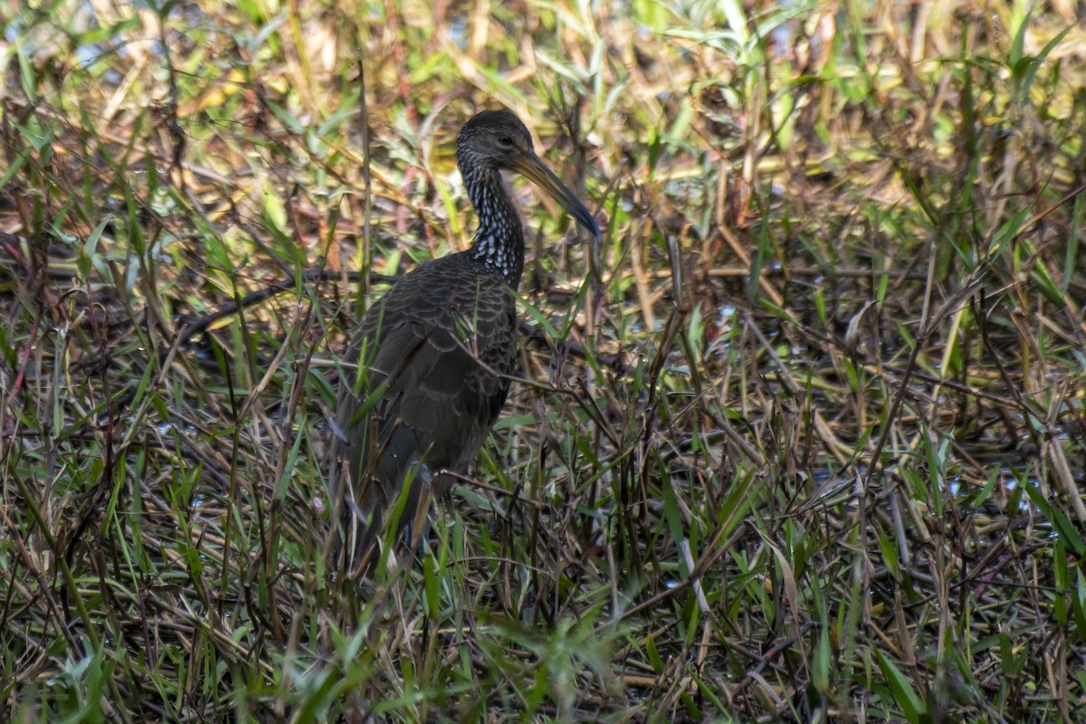 Limpkin - Luiz Carlos Ramassotti