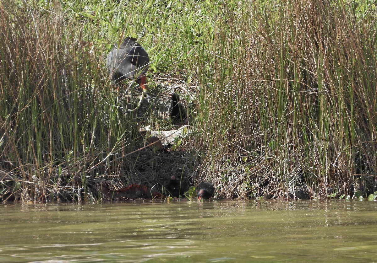 Common Gallinule - Martha Cartwright