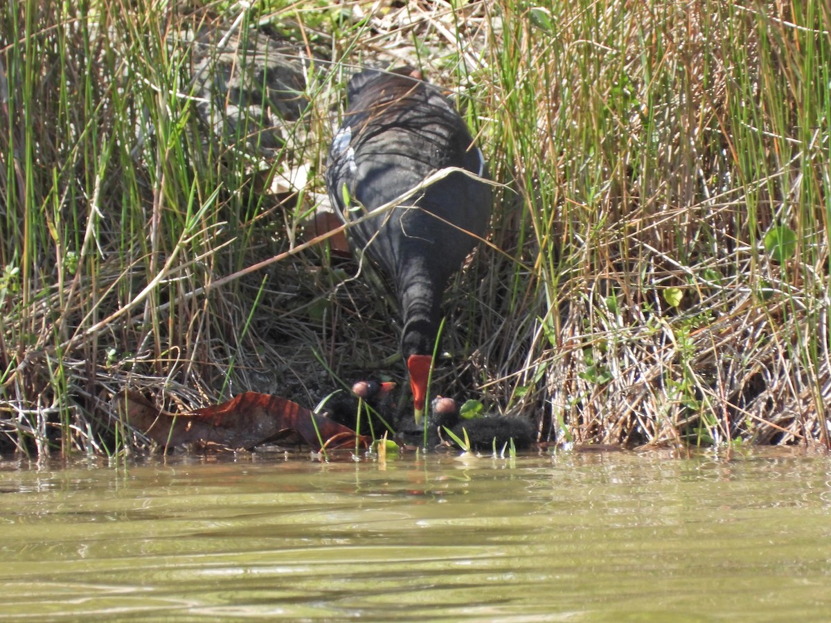 Common Gallinule - Martha Cartwright