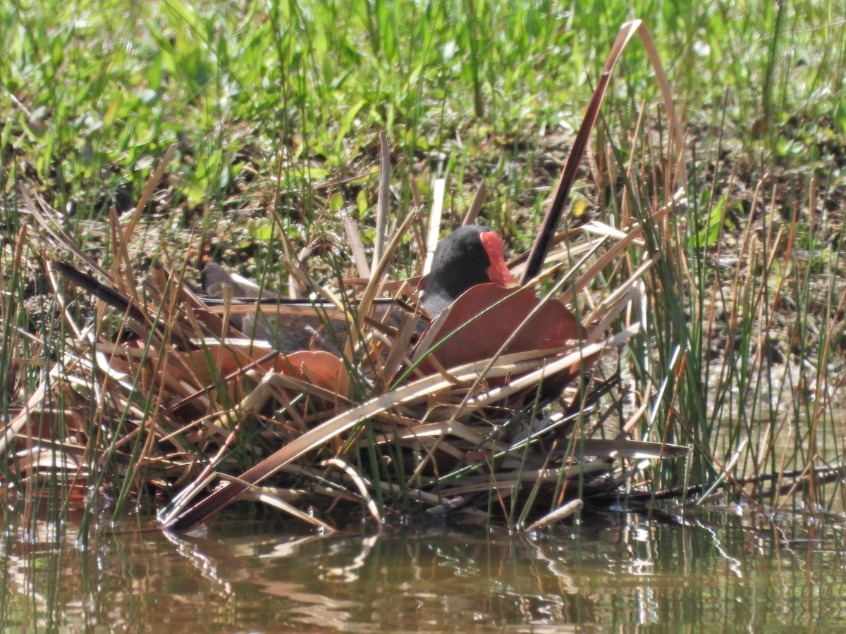 Common Gallinule - Martha Cartwright