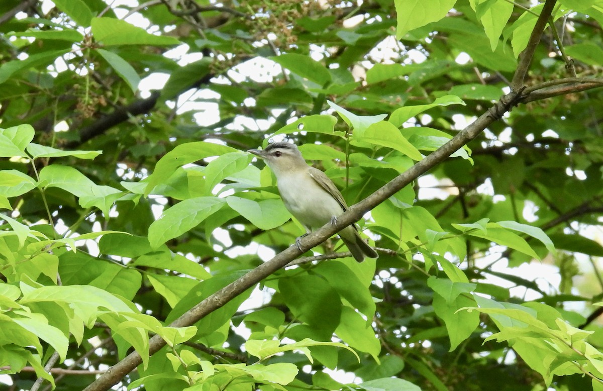 Red-eyed Vireo - Barb Stone