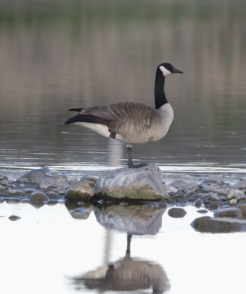Canada Goose - Learning Landon