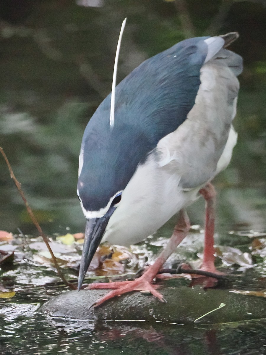 Black-crowned Night Heron - Charles Lam