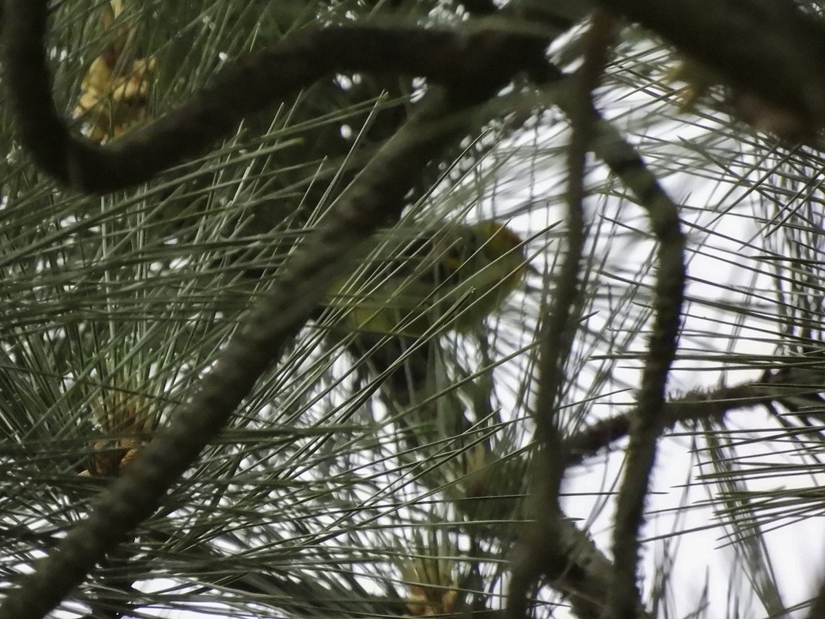 Western Tanager - Astrid Taen