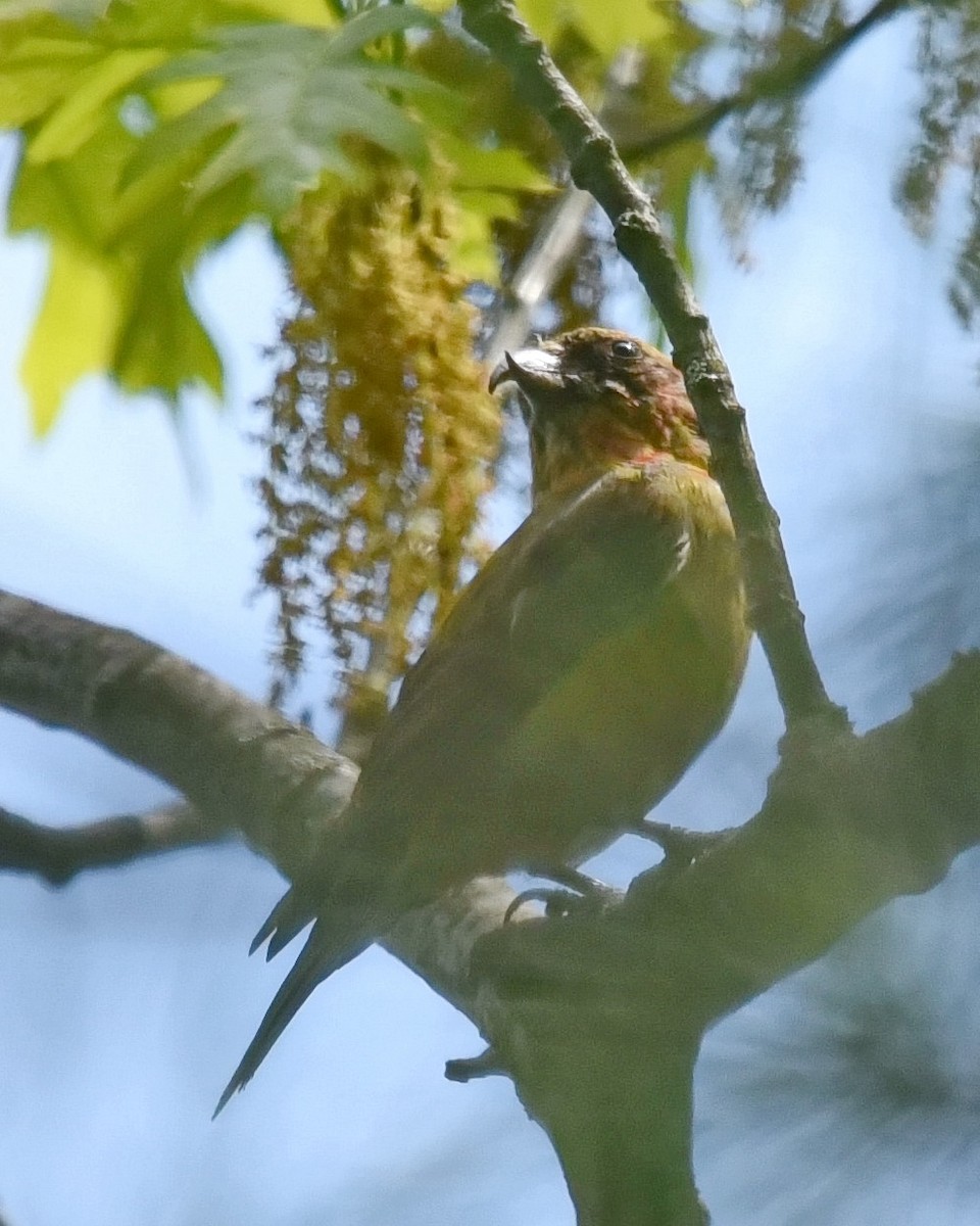 Red Crossbill - Barb and Lynn