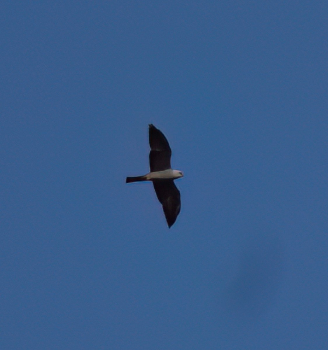 Mississippi Kite - Janet Rogers