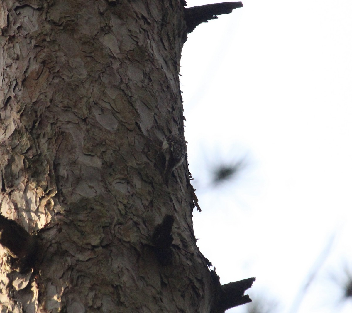 Brown Creeper - James Trusky