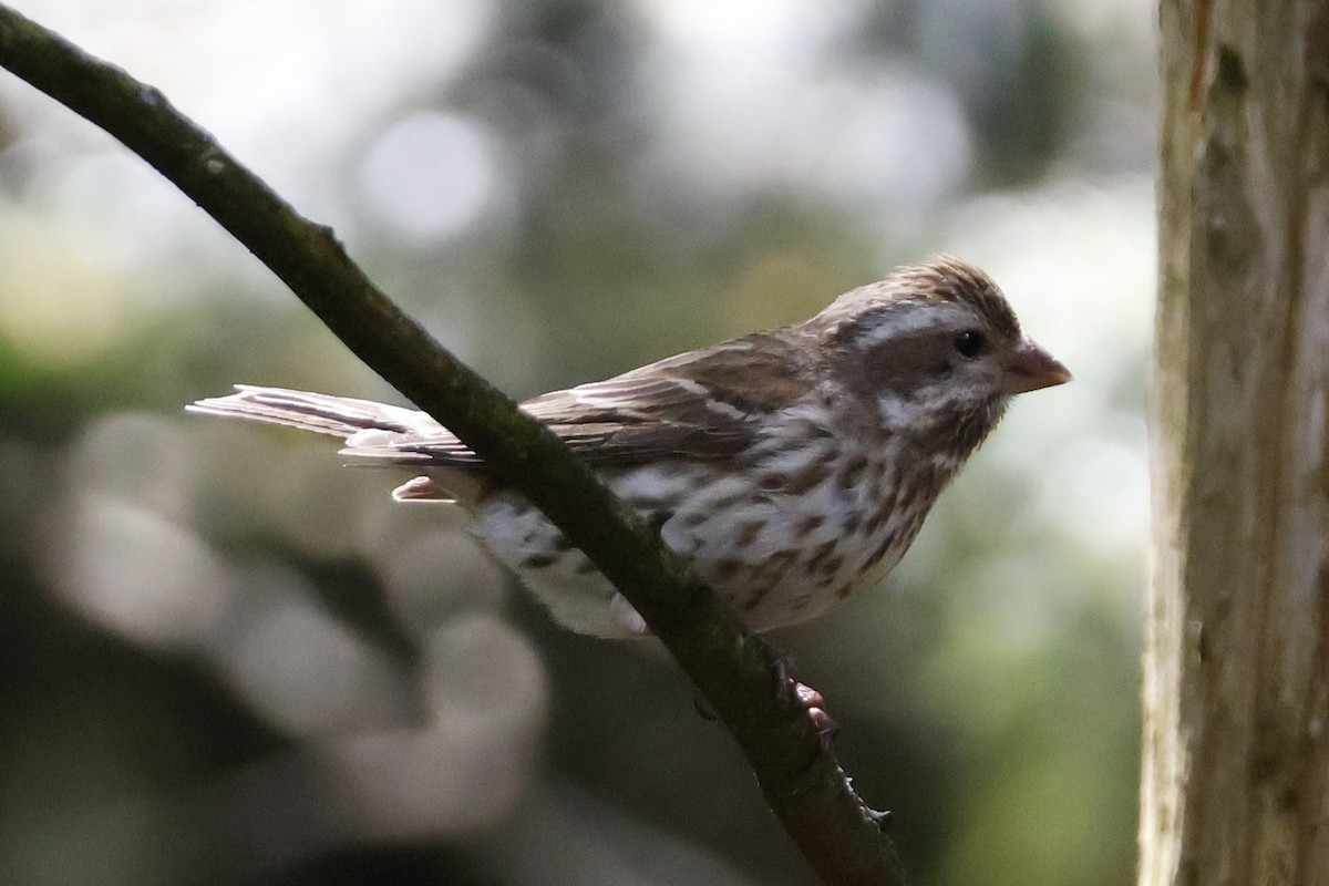 Purple Finch - Mathieu Soetens